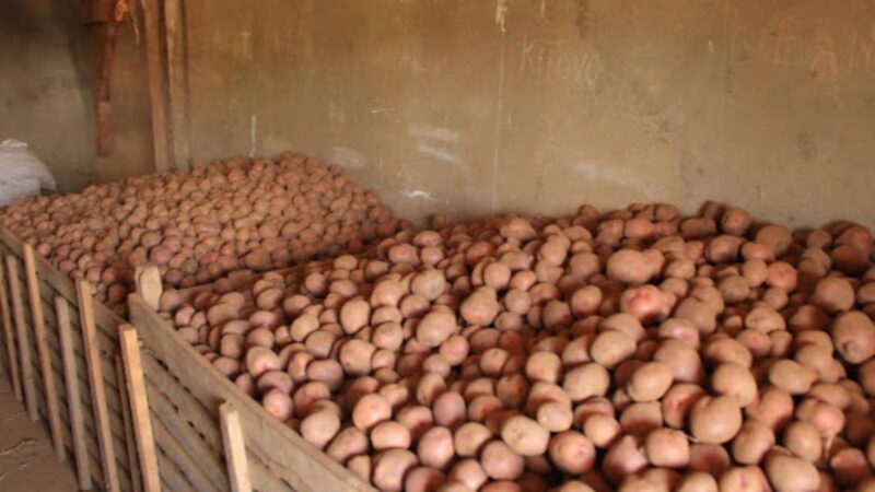 The key to saving potato cultivation amid climate disruption in the Democratic Republic of the Congo